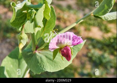 primo piano di fiori rosa di pisello, pisum sativum Foto Stock