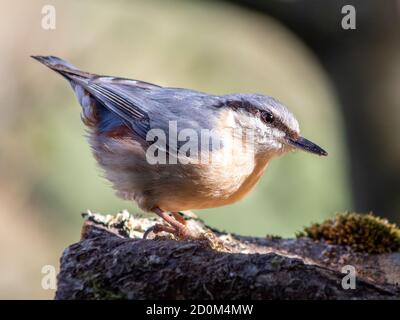 Il nuthatch eurasiatico riceve i raggi del sole che passano attraverso i rami degli alberi della foresta. Foto Stock