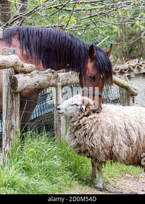 Un cavallo morde la lana di un ariete sull'altro lato della recinzione. Foto Stock
