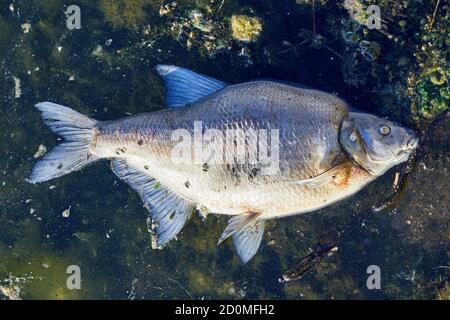 Pesci morti, con mosche, galleggianti in acqua sporca Foto Stock