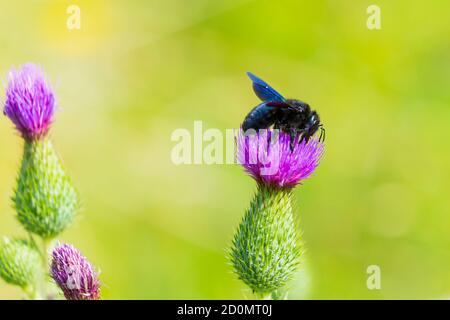 Violacea di Xylocopa, ape di carpentiere viola, impollinante su fiori di cardano viola in un prato verde Foto Stock