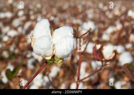 Piantagione di cotone a Puebla de Cazalla, provincia di Siviglia. Andalusia, Spagna Foto Stock