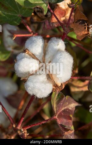 Piantagione di cotone a Puebla de Cazalla, provincia di Siviglia. Andalusia, Spagna Foto Stock