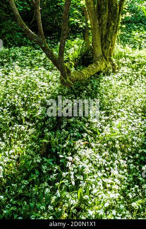 Un bosco di maggio su una soleggiata e ombreggiata Primavera mattina assolutamente riempito di Ramsons, o aglio selvatico, come sono anche spesso noti. Foto Stock