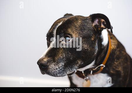 Shy ha adottato brindle marrone Staffordshire bull terrier cane con bianco segni di faccia che osservano tristi Foto Stock