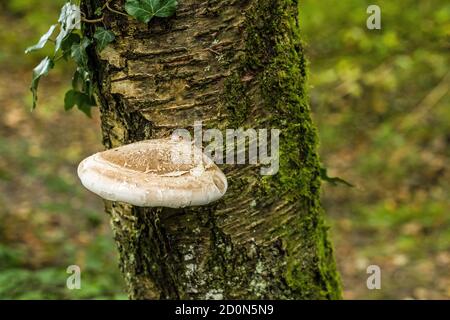 Fungo che attacca solo alberi di betulla ed è chiamato un polipo di betulla. Si può trovare ovunque ci sono alberi di betulla. Boschi, boschi ares ecc Foto Stock