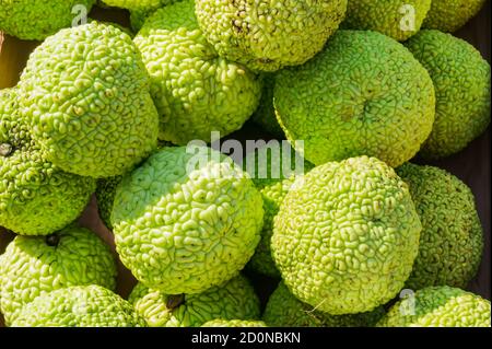 Maclura pomifera frutti di fondo. La mela di Adam per uso medico Foto Stock