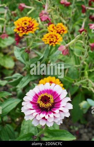 Rosa multicolore e magenta Zinnia girando su sfondo di fiori rossi e arancioni Foto Stock