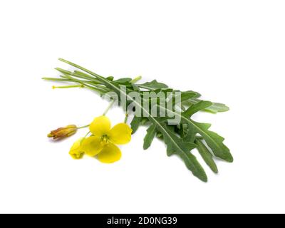 Rucola con fiore giallo isolato su sfondo bianco Foto Stock