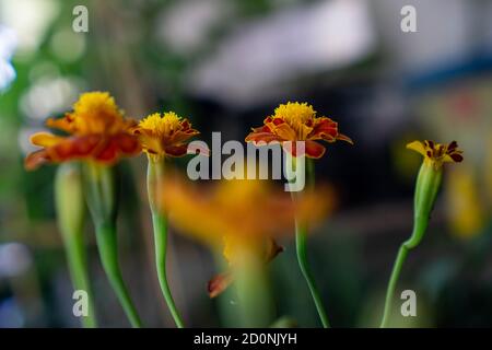 Tagetes patula, il marigold francese è una specie di piante da fiore della famiglia Daisy, originaria del Messico e del Guatemala e dell'area tropicale Foto Stock