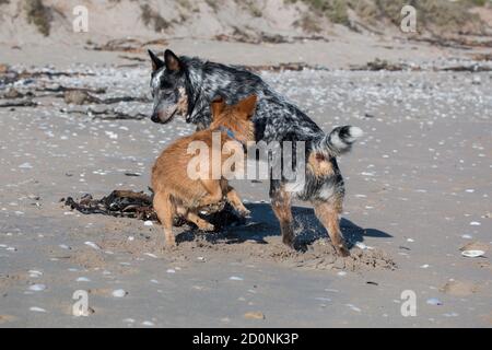 I cani si incontrano sulla spiaggia che si sniffing a vicenda comunicando Foto Stock