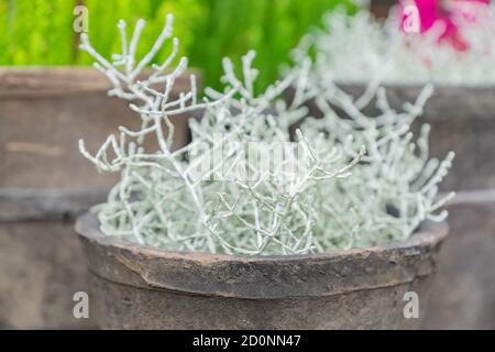 Cosse di Calocephalus pianta in vaso di argilla. Decorazioni interne ed esterne. Giardinaggio domestico Foto Stock