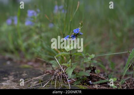 Myosotis arvensis o campo dimenticato-me-non Foto Stock
