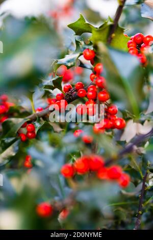 Foto della macchia verde dell'agrifoglio europeo con bacche rosse e foglie spinose Foto Stock