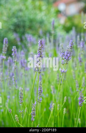 Giardino con la fiorente lavanda, periodo estivo Foto Stock