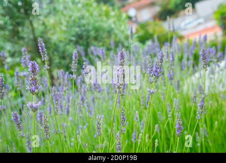 Giardino con la fiorente lavanda, periodo estivo Foto Stock