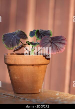 Fiore di geranio nella pentola Foto Stock