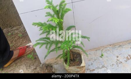 Mini piante interne per la casa. Decorazioni in stile botanico e minimalista grigio con piante. Arredamento accogliente. Foto Stock