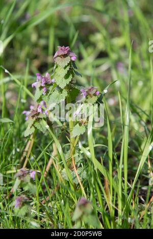 Lamium maculatum "Roseum" in fiore Foto Stock