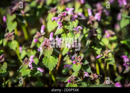 Lamium maculatum "Roseum" in fiore Foto Stock