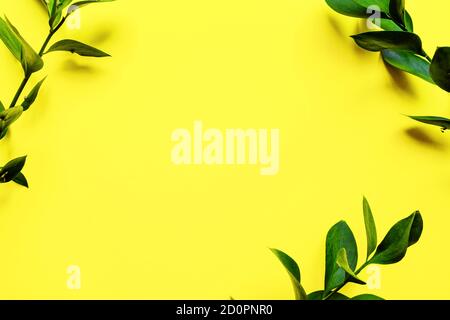 Rami con foglie di Roccus verdi fresche su sfondo giallo. Cornice con rami e foglie. Posa piatta, vista dall'alto Foto Stock