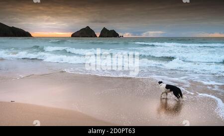 Un'immagine panoramica del cane in piedi su Holywell Beach con Gull Rocks in lontananza in Cornovaglia. Foto Stock