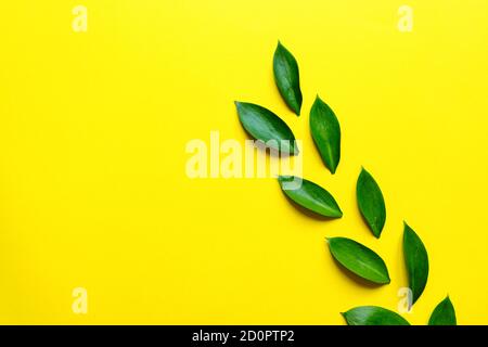 Composizione floreale in foglie di ruskus verde su dorso giallo. Layout creativo con copyspsace per il tuo testo Foto Stock