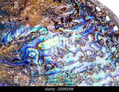 Conchiglia da mare paua abalone (Haliotis iris) lucida della Nuova Zelanda. Curve e strati sono ricoperti di perla vivace. Isolato su bianco Foto Stock