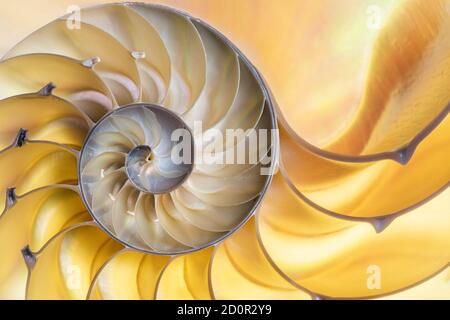 Foto dettagliata di un guscio retroilluminato dimezzato di una smussata nautilus (Nautilus pompilius) mostra un bel disegno a spirale Foto Stock