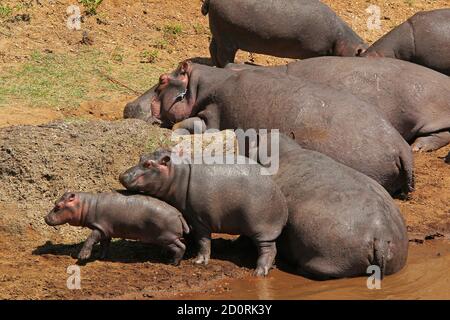 Ippopotamus, ippopotamus anfibio, Gruppo dormire vicino al fiume, Masai Mara Park in Kenya Foto Stock