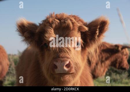 mucca di highlander Foto Stock