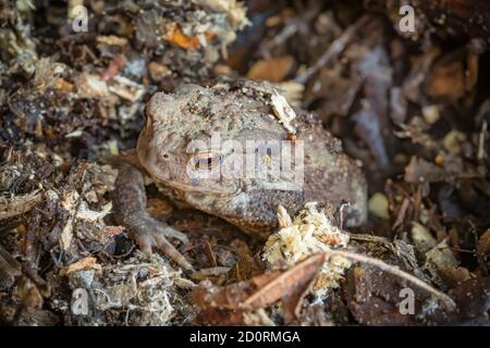 Rospo comune, bufo bufo, nascosto in un giardino nel Regno Unito Foto Stock