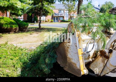 Rimozione di filiali nei lavoratori delle benne dei trattori nelle utenze municipali rami di albero Foto Stock