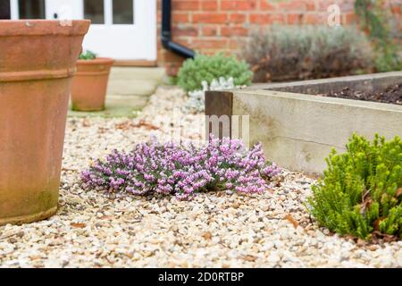 Giardino colorato in inverno, scena di giardinaggio invernale in una casa, Regno Unito Foto Stock