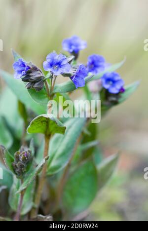 Lungwort o pulmonaria Blue Ensign in flower, pulmonaria angustifolia Plant, UK Foto Stock