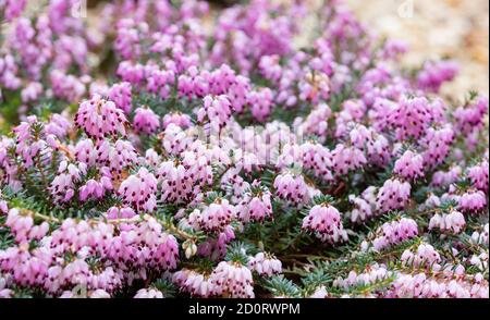 Erica invernale rosa, inverno fioritura Kramers Red erica x darleyensis, Regno Unito Foto Stock