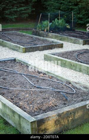 Preparazione di un giardino di cucina inglese in primavera o inverno, con terreno appena scavato e tubi di irrigazione tubo di soaker, UK Foto Stock