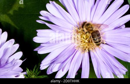 Aster amellus, il Michaelmas europeo Daisy Foto Stock