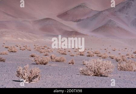 Vicuna (Vicogna vicogna) nell'Altiplano di Argentina vicino a Tolar Grande. La Puna, Argentina, Sud America, America Foto Stock