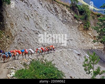 Caravan di asini è a piedi sul bordo scogliera, Annapurna trekking zona, nepal Foto Stock