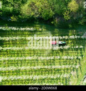 Valtellina (IT) frutteti di mele nella zona di Chiuro Ponte in Valtellina vista aerea Foto Stock