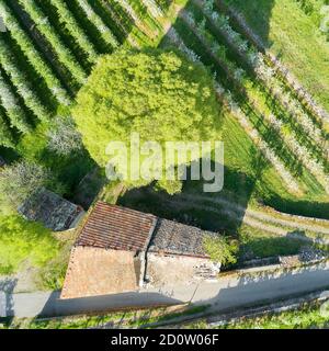 Valtellina (IT) frutteti di mele nella zona di Chiuro Ponte in Valtellina vista aerea Foto Stock