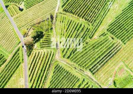 Valtellina (IT) frutteti di mele nella zona di Chiuro Ponte in Valtellina vista aerea Foto Stock