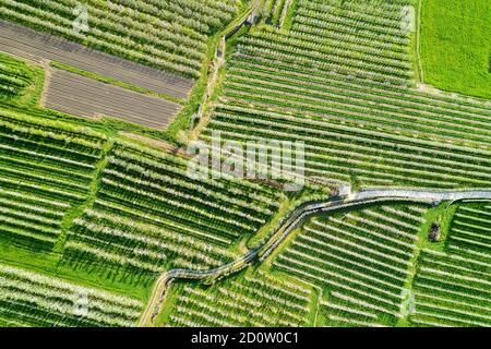 Valtellina (IT) frutteti di mele nella zona di Chiuro Ponte in Valtellina vista aerea Foto Stock