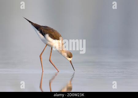 Himantopus himantopus , giovane uccello, Zicksee, St.Andrä, Parco Nazionale Neusiedler See, Burgenland, Austria, Europa Foto Stock