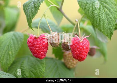 Raspberry – Frutta Verde