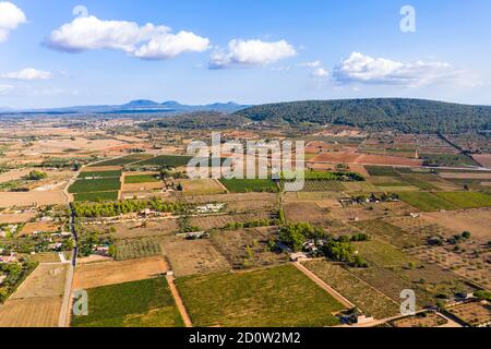 Vista aerea, agricoltura, campi con ulivi, vicino a Santa Eugenia e Santa Maria, Maiorca, Isole Baleari, Spagna, Europa Foto Stock