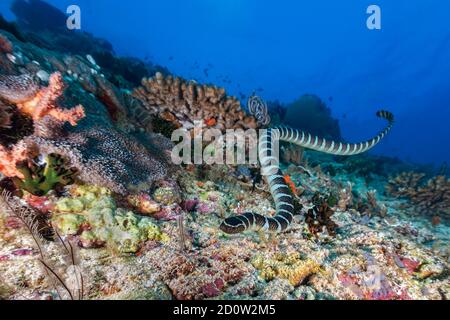 Colubrine Sea krait (Laticauda colubrina) nella barriera corallina, Isola di Apo, Filippine, Asia Foto Stock