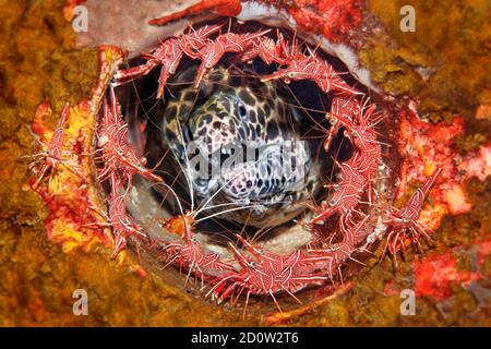 Corazzata (Gymnotorax favagineus) circondata da gamberetti di cammello (Rhynchocinetes durbanensis) Bali, Indo-Pacifico, Indonesia, Asia Foto Stock