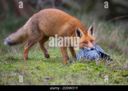 Volpe rossa (Vulpes vulpes) con piccione di legno catturato in bocca, Paesi Bassi Foto Stock